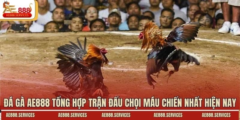 Đá Gà AE888 Tổng Hợp Trận Đấu Chọi Máu Chiến Nhất Hiện Nay