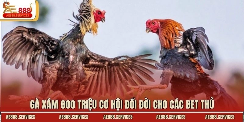 Gà xám 800 triệu cơ hội đổi đời cho các bet thủ