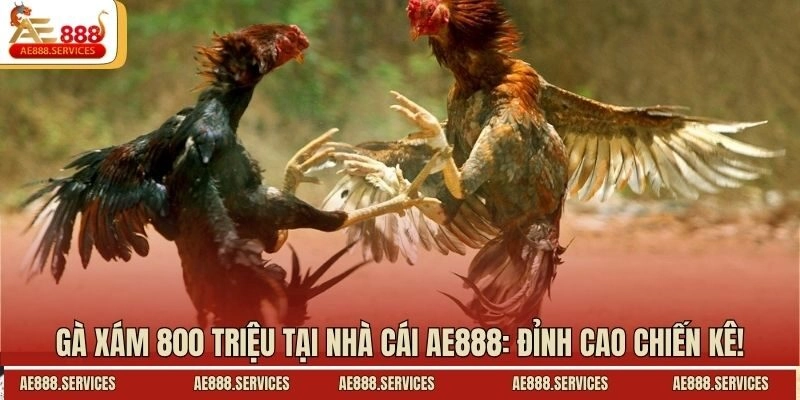 Gà Xám 800 Triệu Tại Nhà Cái AE888: Đỉnh Cao Chiến Kê!