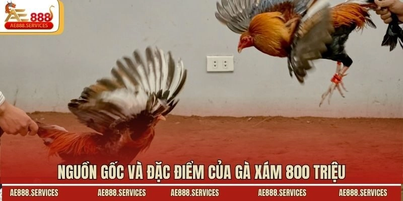 Nguồn gốc và đặc điểm của gà xám 800 triệu