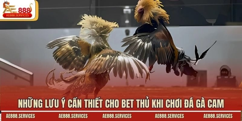 Những lưu ý cần thiết cho bet thủ khi chơi đá gà Cam