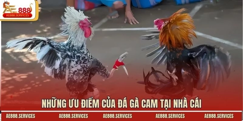 Những ưu điểm của đá gà Cam tại nhà cái