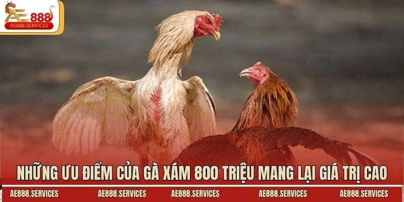 Những ưu điểm của gà xám 800 triệu mang lại giá trị cao